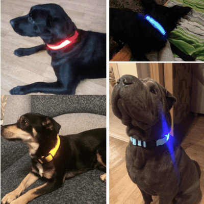 LedCollar™ Collier à LED rechargeable pour chien | Chien - CoinConfort