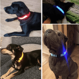 LedCollar™ Collier à LED rechargeable pour chien | Chien - CoinConfort