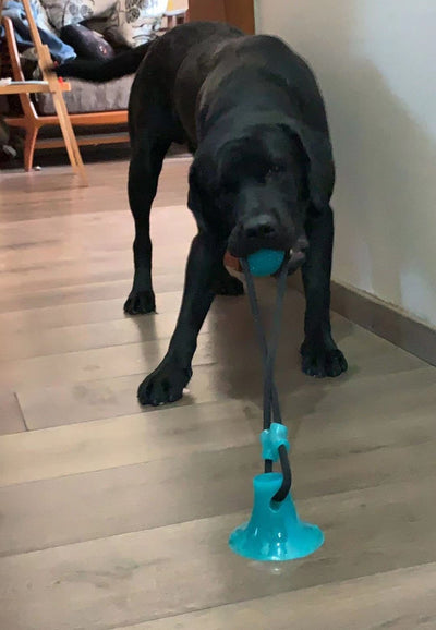 Jouet Multifonctions pour Chien - CoinConfort